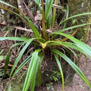 16. Astelia hemichrysa Ananas marron Astel iaceae Endémique La Réunion.jpeg